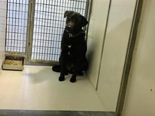 Medium Photo #1 Labrador Retriever-Unknown Mix Puppy For Sale in Kansas City, MO, USA