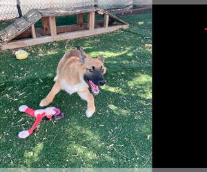 Shollie Dogs for adoption in Fremont, CA, USA