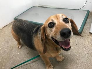 Bagle Hound Dogs for adoption in Lawrence, KS, USA