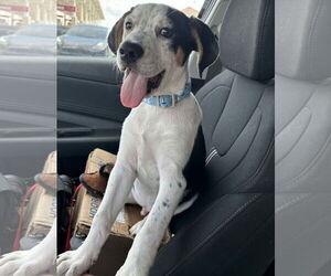 Catahoula Leopard Dog-Unknown Mix Dogs for adoption in Sanford, FL, USA