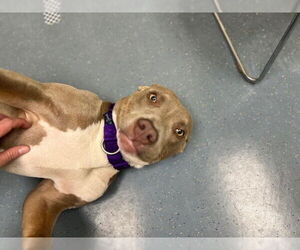 American Pit Bull Terrier Dogs for adoption in Denver, CO, USA