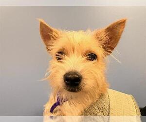 Cairn Terrier Dogs for adoption in Orange, CA, USA