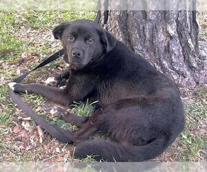 Labrador Retriever Dogs for adoption in Houston, TX, USA