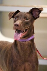 Labrador Retriever-Unknown Mix Dogs for adoption in San Mateo, CA, USA