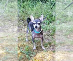 Chihuahua Dogs for adoption in Social Circle, GA, USA