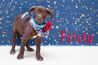 Medium Photo #1 German Shorthaired Lab Puppy For Sale in San Angelo, TX, USA