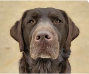 Labrador Retriever Dogs for adoption in San Ramon, CA, USA