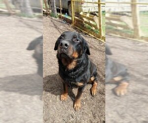 Medium Photo #1 Rottweiler Puppy For Sale in Calgary, Alberta, Canada