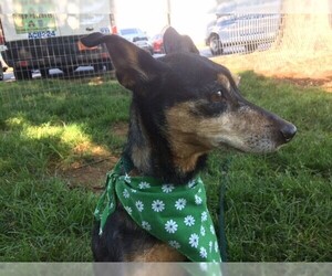 Miniature Pinscher Dogs for adoption in Charlotte, NC, USA