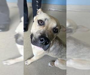 Black Mouth Cur-Unknown Mix Dogs for adoption in Newton, NC, USA