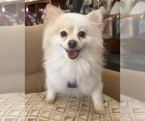 Pomeranian Dogs for adoption in Mundelein, IL, USA