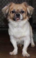Medium Photo #1 Pekingese-Unknown Mix Puppy For Sale in Savannah, MO, USA