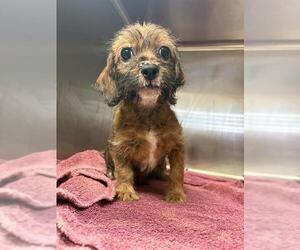 Schweenie Dogs for adoption in Temple, TX, USA