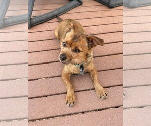 Border Terrier-Unknown Mix Dogs for adoption in Lincoln, NE, USA