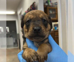 Labrador Retriever-Unknown Mix Dogs for adoption in Bolivar, MO, USA