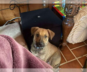 German Shepherd Dog-Retriever Mix Dogs for adoption in Mechanicsburg, PA, USA