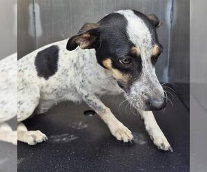 Mutt Dogs for adoption in San Antonio, TX, USA