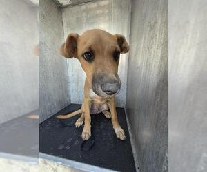 Black Mouth Cur-Unknown Mix Dogs for adoption in San Antonio, TX, USA