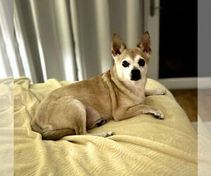 Shiba Inu-Unknown Mix Dogs for adoption in Valrico, FL, USA