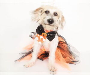 Cairn Terrier-Unknown Mix Dogs for adoption in phoenix, AZ, USA