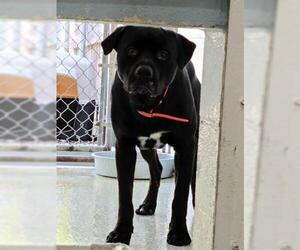 Labrottie Dogs for adoption in Salisbury, NC, USA