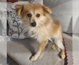 Chihuahua Dogs for adoption in Camarillo, CA, USA