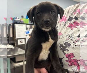 Labrador Retriever-Retriever  Mix Dogs for adoption in Washington, DC, USA