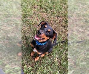 Treeing Walker Coonhound-Unknown Mix Dogs for adoption in Brewster, MA, USA