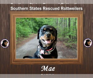 Rottweiler-Unknown Mix Dogs for adoption in White Hall, AR, USA