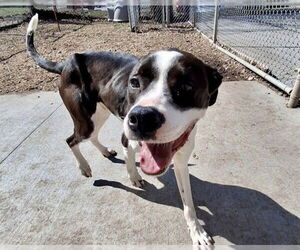 Mutt Dogs for adoption in Olathe, KS, USA