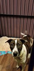 Boxador Dogs for adoption in Custer, WA, USA