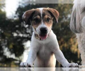 Anatolian Shepherd Dogs for adoption in Tampa, FL, USA