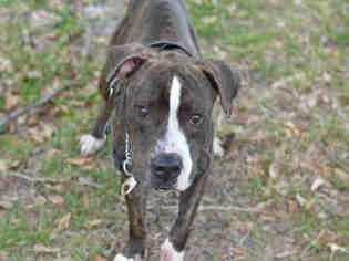 Medium Photo #1 American Staffordshire Terrier Puppy For Sale in Fort Lauderdale, FL, USA