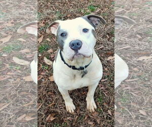American Staffordshire Terrier-Boxer Mix Dogs for adoption in Arlington, VA, USA