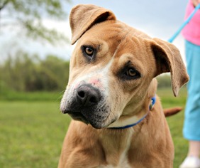 American Pit Bull Terrier-German Shepherd Dog Mix Dogs for adoption in Dillsburg, PA, USA
