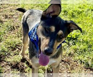 German Shepherd Dog-Unknown Mix Dogs for adoption in Pueblo, CO, USA