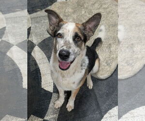 Medium Photo #4 Mutt Puppy For Sale in Garden City, NY, USA