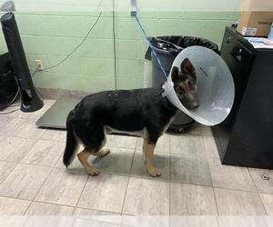 German Shepherd Dog-Unknown Mix Dogs for adoption in Grand Prairie, TX, USA