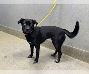 Labrador Retriever-Unknown Mix Dogs for adoption in Las Vegas, NV, USA
