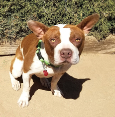 Boston Terrier Dogs for adoption in Albuquerque, NM, USA