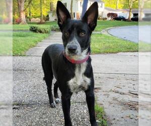 Border Collie Dogs for adoption in Potomac, MD, USA