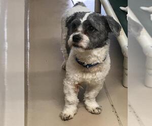 Shih Tzu Dogs for adoption in Yreka, CA, USA