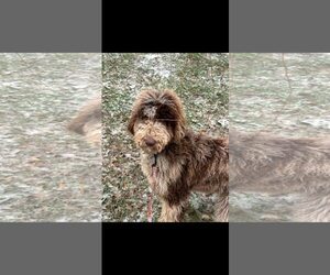 Poodle (Standard) Dogs for adoption in Pacolet, SC, USA