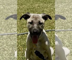 Mutt Dogs for adoption in San Diego, CA, USA