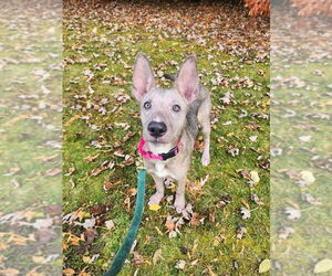 German Shepherd Dog-Unknown Mix Dogs for adoption in New London, WI, USA