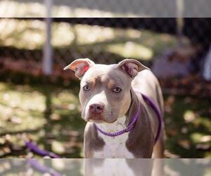 American Pit Bull Terrier-Unknown Mix Dogs for adoption in Orlando, FL, USA