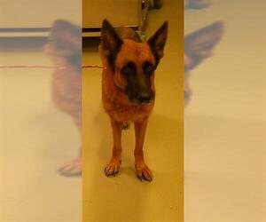 German Shepherd Dog Dogs for adoption in Sanford, FL, USA