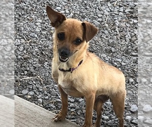Chihuahua-Unknown Mix Dogs for adoption in Yreka, CA, USA