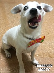 Jack Russell Terrier Dogs for adoption in San Antonio, TX, USA
