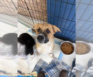 Anatolian Shepherd-Australian Shepherd Mix Dogs for adoption in Temple, TX, USA